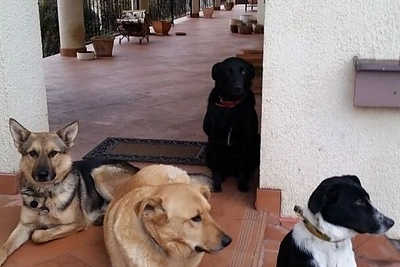 Margaritos Drobiazko ir Povilo Vanago augintiniai