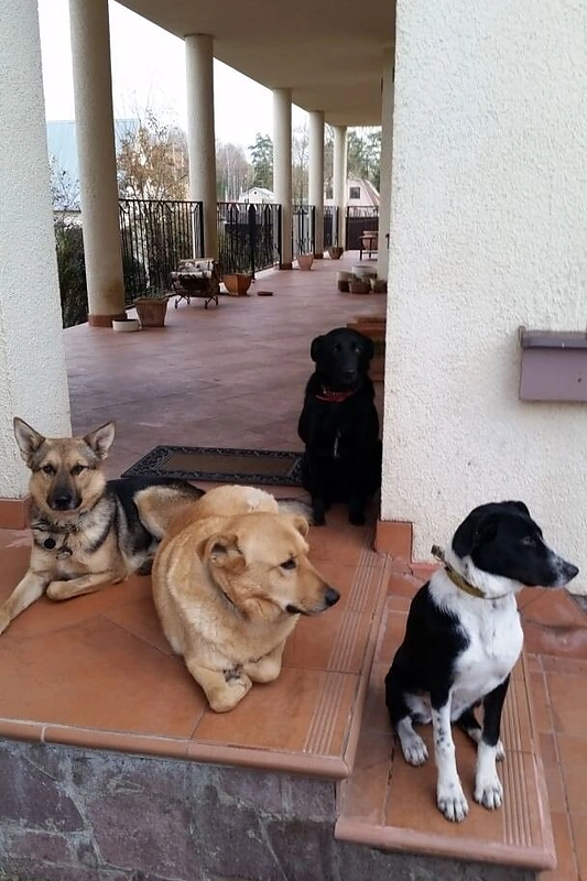 Margaritos Drobiazko ir Povilo Vanago augintiniai