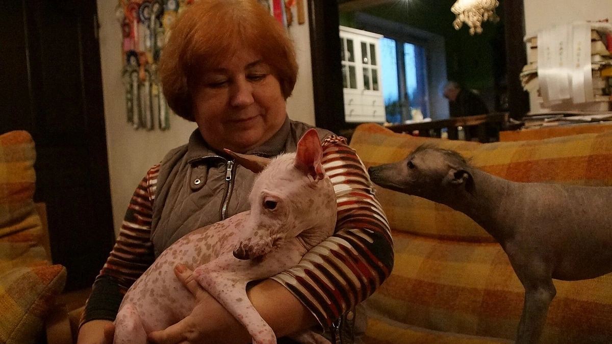 Ypatingi šunys – Peru pilkieji