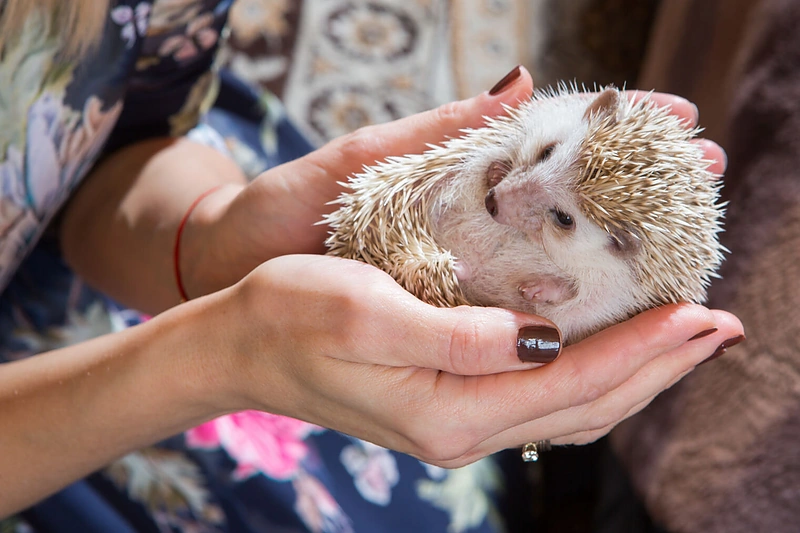 Lina Bražinskaitė-Tupikovskienė su šeima