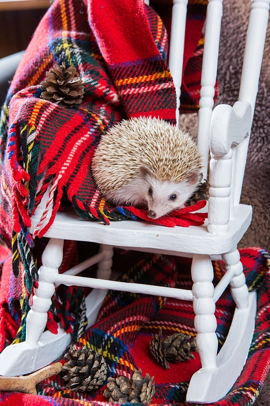Lina Bražinskaitė-Tupikovskienė su šeima
