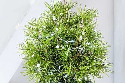 Dekoratorės pataria: kaip šventiškai papuošti namus