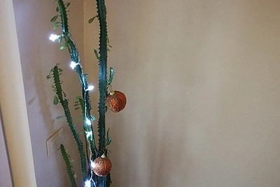 Alen Chicco kalėdinis kaktusas