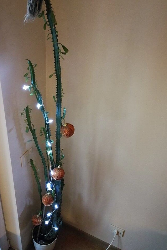 Alen Chicco kalėdinis kaktusas