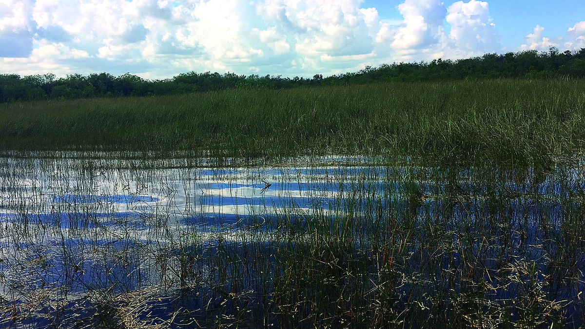 Evergleidsas, pelkės