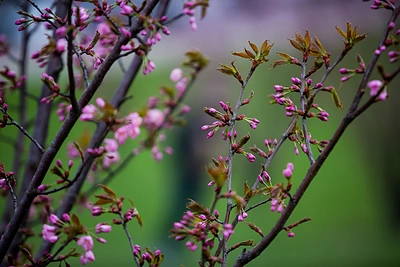 Vilniuje jau pradeda žydėti sakuros