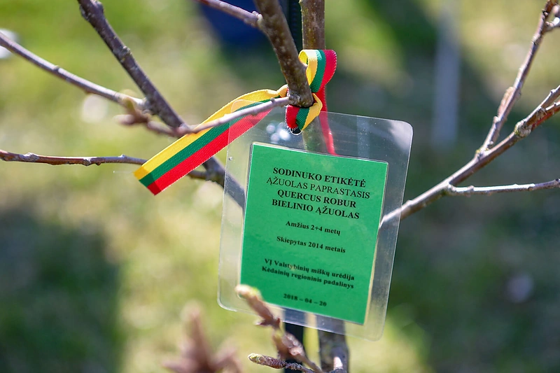 Ąžuoliuko sodinimas