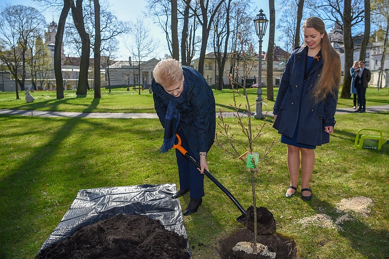 Ąžuoliuko sodinimas