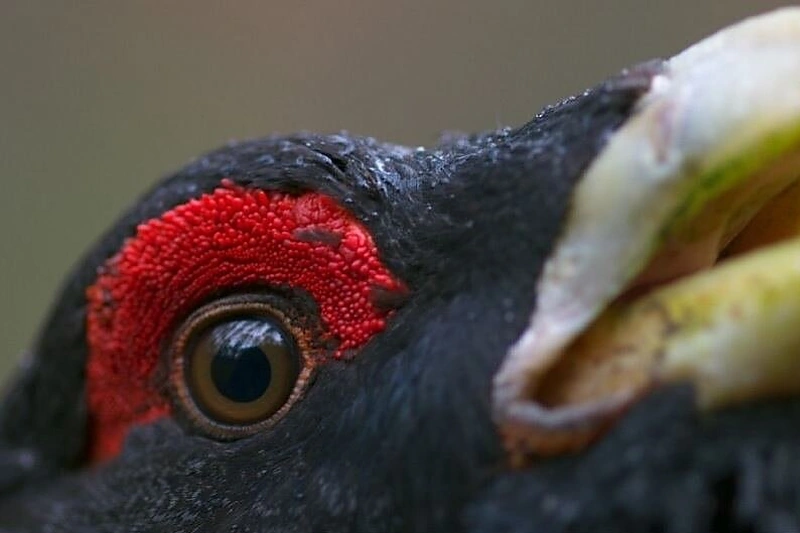 Kadras iš filmo „Sengirė“ (rež. Mindaugas Survila)