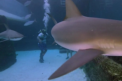 Shaquille'as O'Nealas