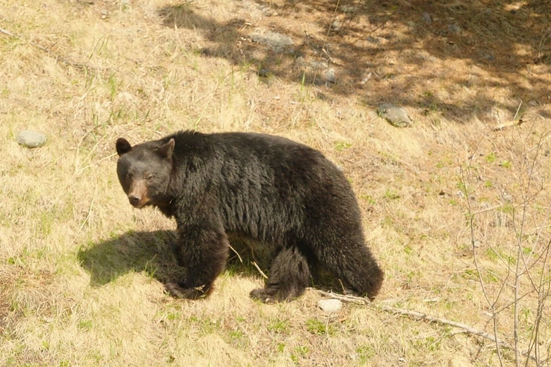 Kelionės bendrakeleivis