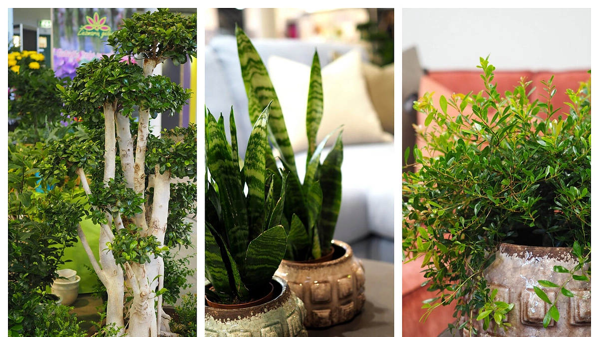 Stilingi augalai, papuošiantys interjerą