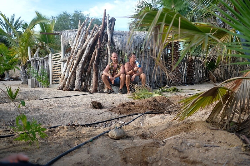 Leo ir Bružas įsidarbino palmių plantacijoje