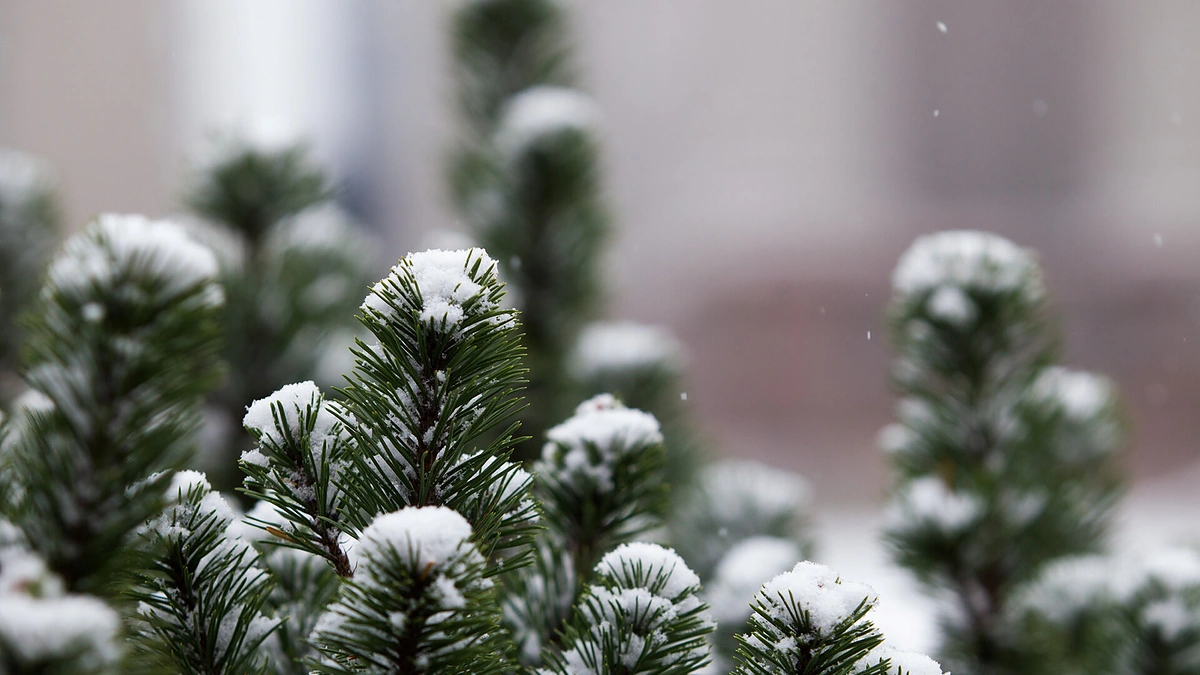 Žiema/Vyginto Skaraičio nuotr.