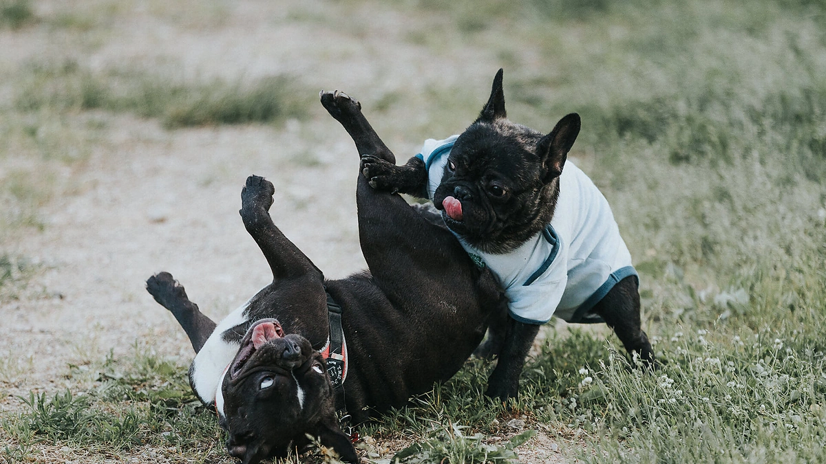 Šunų prieglaudos „Dogspotas“ augintiniai