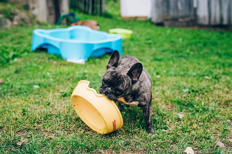 Šunų prieglaudos „Dogspotas“ augintiniai