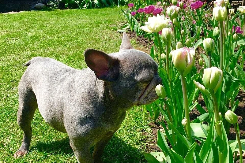 Audronės Bunikienės augintinis / Asmeninio archyvo nuotr.