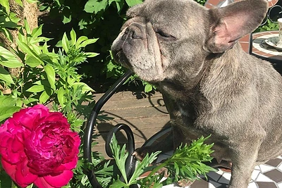 Audronės Bunikienės augintinis / Asmeninio archyvo nuotr.