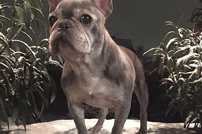 Audronės Bunikienės augintinis / Asmeninio archyvo nuotr.