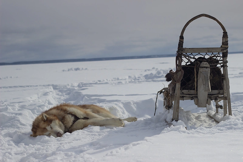 Ištraukos iš filmo „Moteris, vyras ir šuo“/ Kaloyan Bozhilov nuotr.
