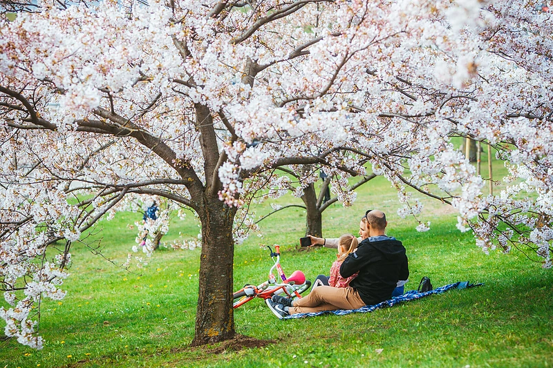 Vilniečiai džiaugiasi žiedais apsipylusiomis sakuromis / I. Gelūno / „Žmonės Foto“ nuotr.