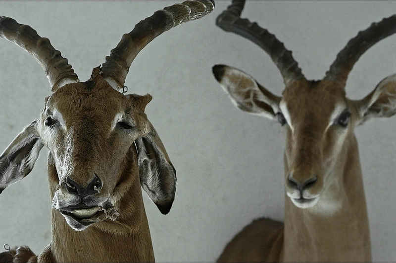 Kadras iš filmo „ANIMUS ANIMALIS“