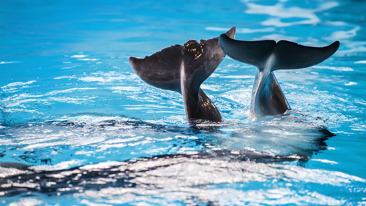 Delfinai/Organizatorių nuotr.