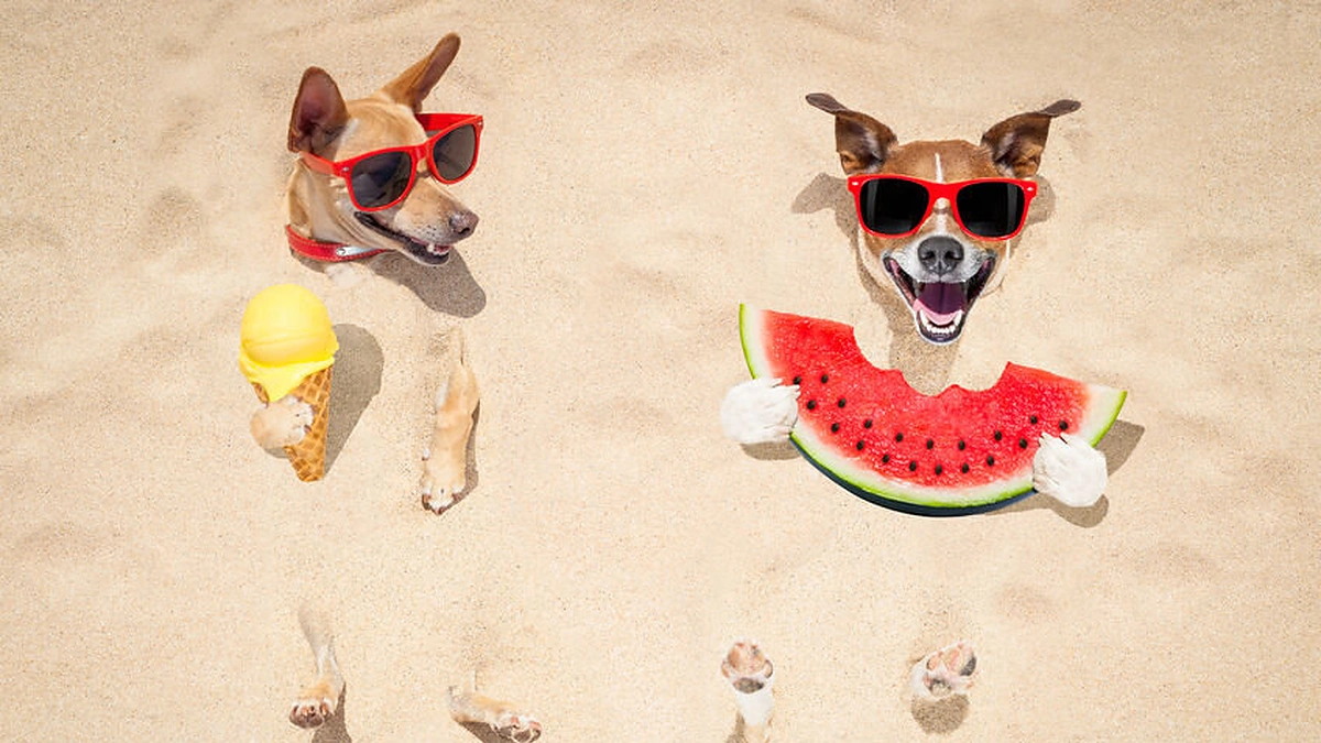 Karšta vasaros diena