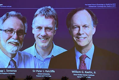 2019-ųjų Nobelio medicinos premijos paskelbimas / „Scanpix“ nuotr.