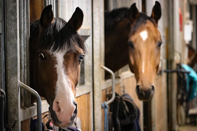 Žirgai/ Asmeninio archyvo nuotr.