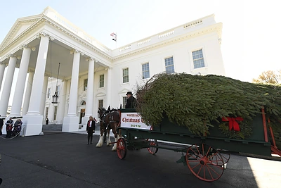 Į Baltuosius rūmus atvežta Kalėdų eglė/Scanpix nuotr.