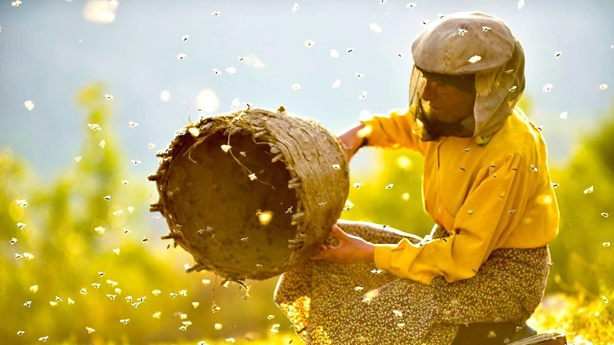 Filmas „Medaus šalis“