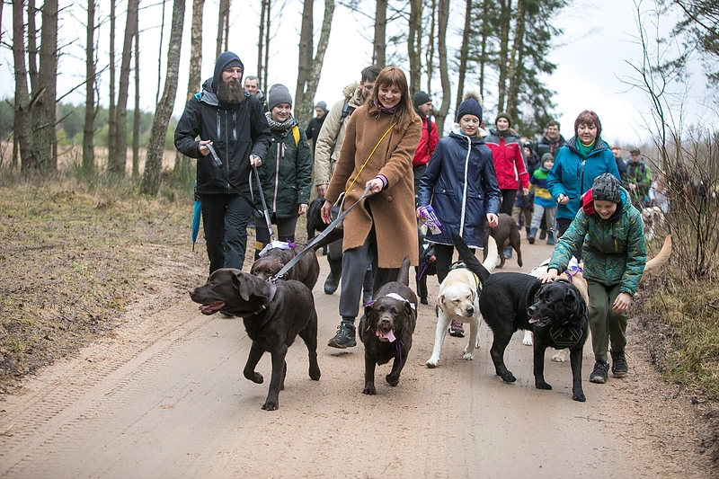 Žygis su šimtais labradorų Labanoro girioje/Organizatorių nuotr.
