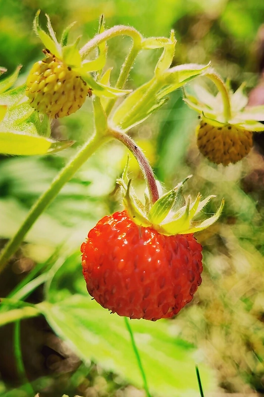 „Huawei P40 Pro“ išmaniuoju telefonu daryta nuotrauka