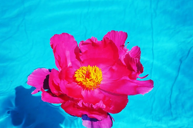 „Huawei P40 Pro“ išmaniuoju telefonu daryta nuotrauka