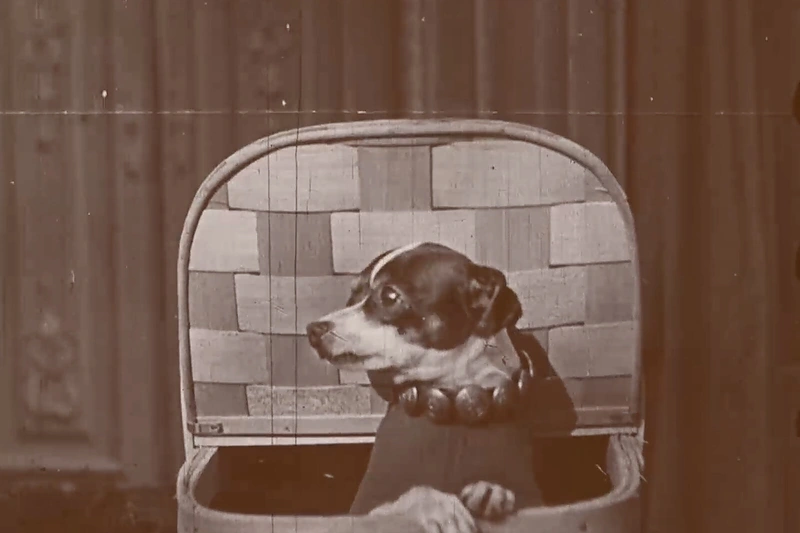 Kadras is filmo „Mixed Pets“