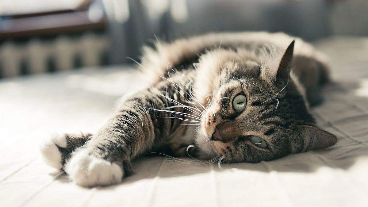 Katė / 123RF.com nuotr.