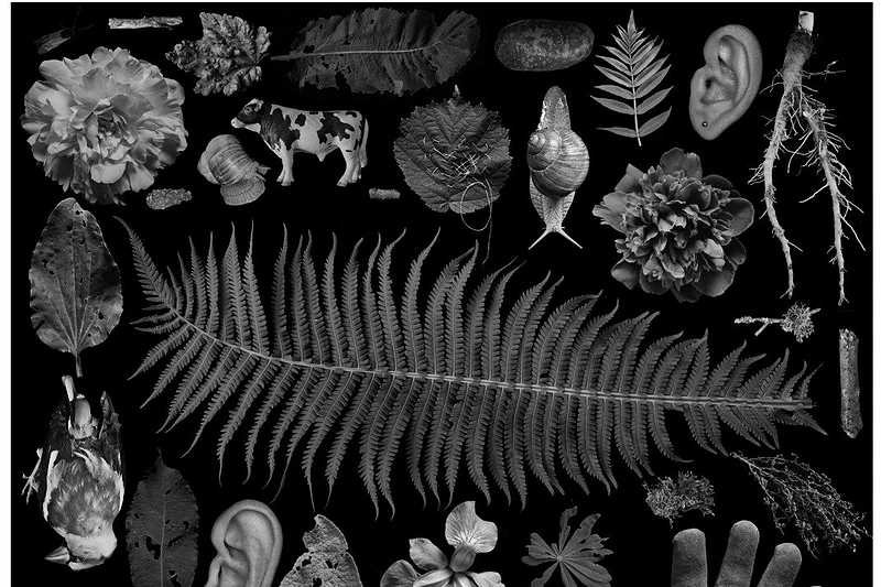 Agnė Gintalaitė „Sodas ir kosmosas“