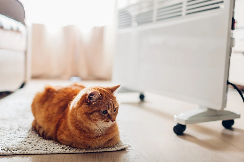 Katinas, įsitaisęs prie šildytuvo