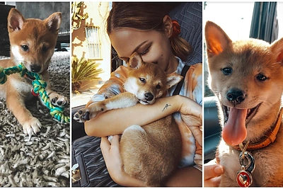 Evelinos Young namuose – naujas šeimos narys: „Dienos su juo – lyg su vaikščioti ką tik pradėjusiu vaiku“
