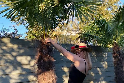 Dainos ir Antano Bosų kieme Palangoje buvo pasodintos aštuonios palmės, tačiau nė viena neišgyveno / Asmeninio albumo nuotr.