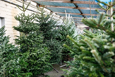 Prekyba prasidėjo: kiek šįmet mokėsime už kalėdinę eglę ar kėnį į namus?