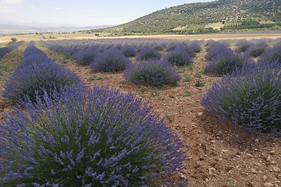 Turkija / Asmeninio albumo nuotr.
