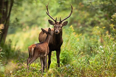 Prenumeruokite mišką. Kaip elgtis sutikus laukinį žvėrį miške?