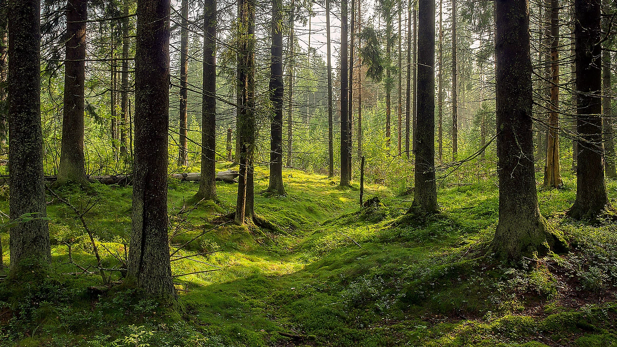 Iniciatyva „Prenumeruokite mišką“