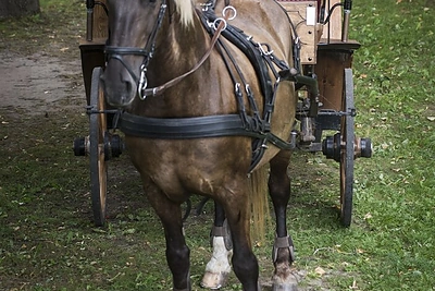 Marijos Simonos Šimulynaitės ir Erlando Smolsko vestuvės / D.Matvejevo nuotr.