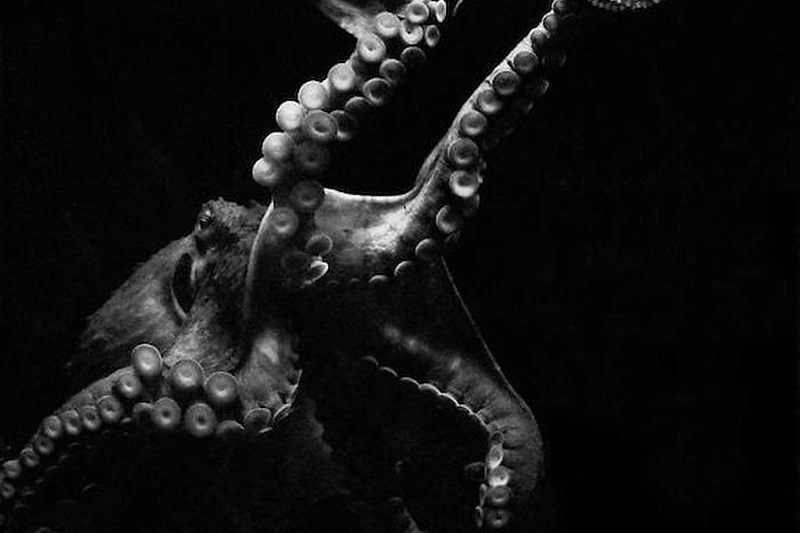 3D video projekcijos „Prisiminimai“ fragmentas