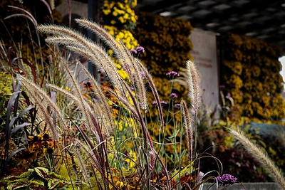 Floristikos kūriniai Šiluvoje