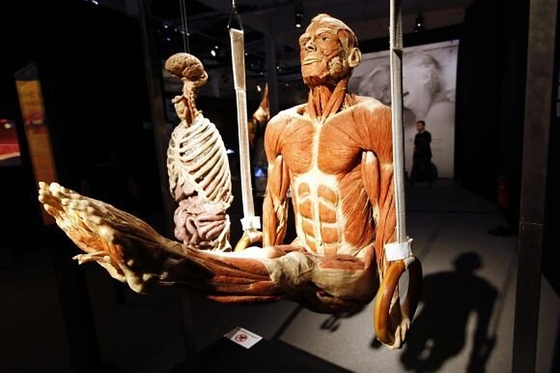 Paroda „Body Worlds“ / „Scanpix“ nuotr.
