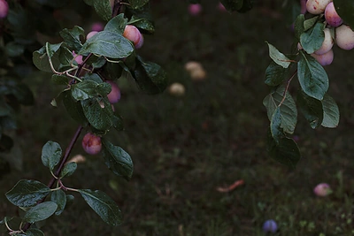 Slyvos / Iš knygos „Sodo istorijos“